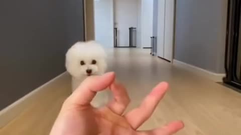 Funny,cute and brilliant dog||