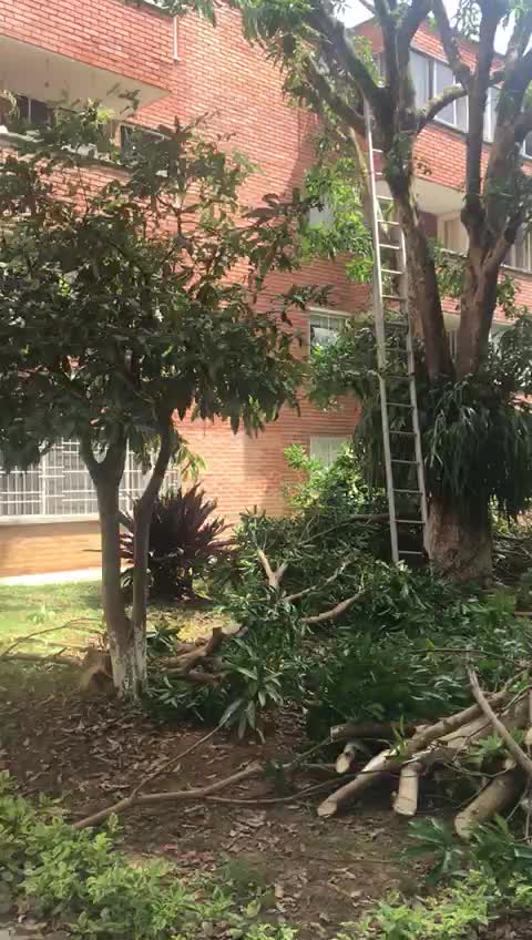 denuncian tala de árboles en Conucos