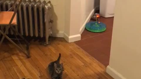 Grey black kitten jumps up on hind legs