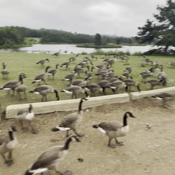 Gathering geese in the beautiful parks of Canada