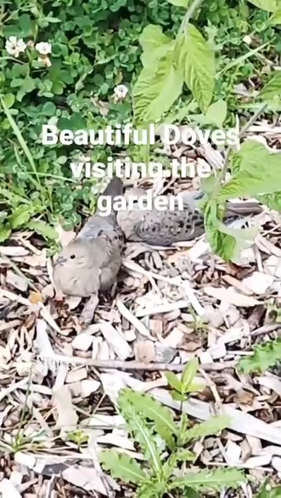 Doves in the garden. 🕊️🕊️