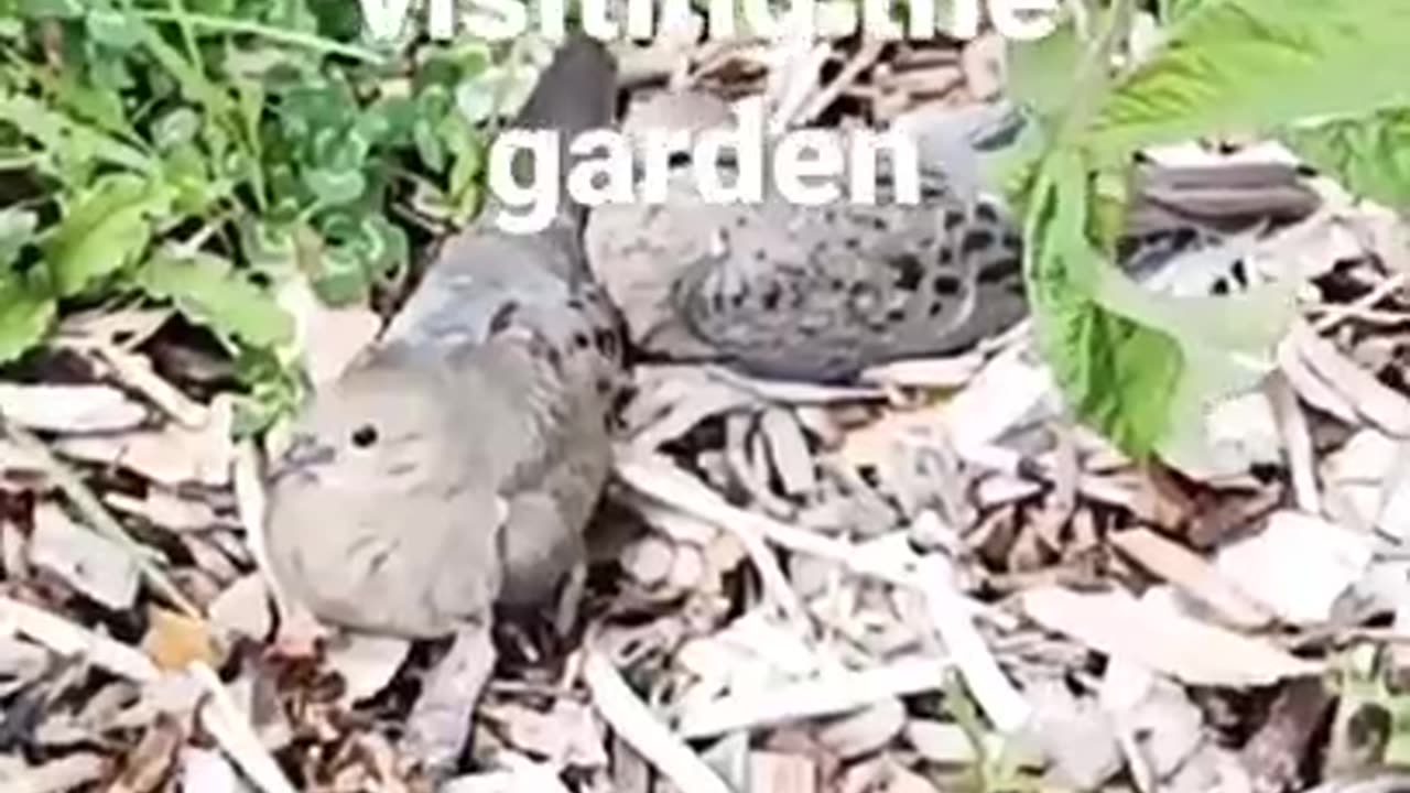 Doves in the garden. 🕊️🕊️