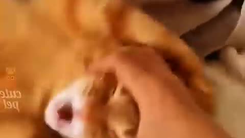 Funny Cat