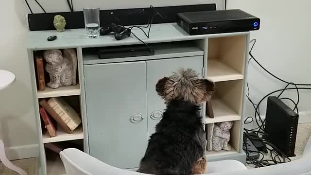 Yorkie loves watching dog films on movie night