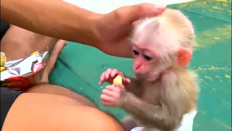 Lovely baby monkey eats crapes - Monkey Animals 084