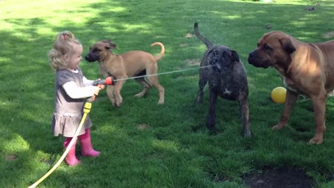 Onze dochter speelt met onze 3 Boerboels