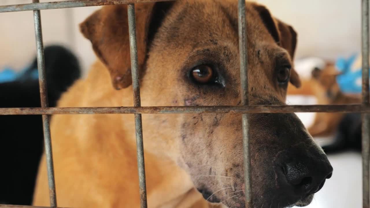 Portrait of sad dog in shelter behind fence waiting to be rescued and adopted to new home