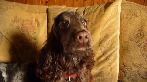 Howling Cocker Spaniel