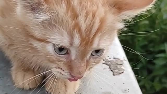 The dogs persistent attempt to befriend a defensive kitten pays off at last!