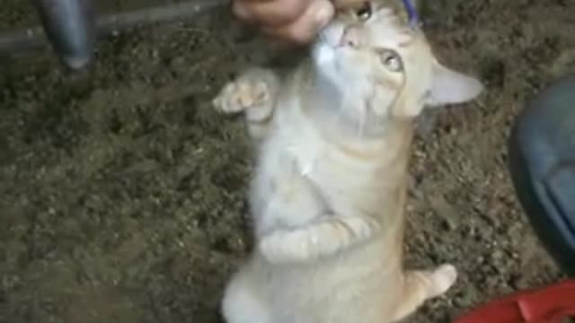 cat drinking warm milk straight from the cow 🐄 🐈