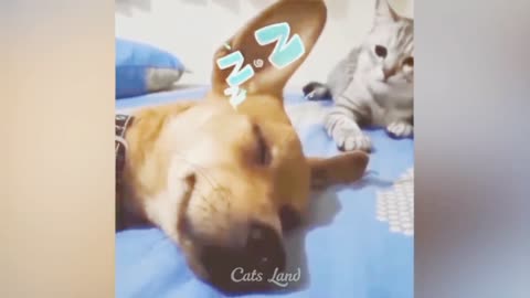 Cat beat a sleeping dog