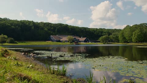 Ducks swim & glide across tranquil pond at farm with large blue horse stables