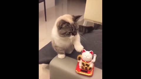 Virtuoso Cat Perfectly Imitates His New Toy ... It's fun 100%