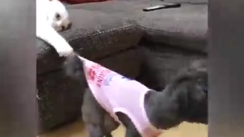 Funny moment! Dog and Cat fight don try to laugh....enjoy the moment