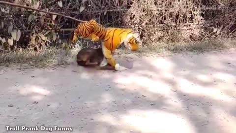 Fake Lion prank with dogs 😂😂 very funny
