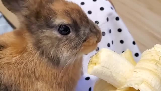 Rabbit eating banana.