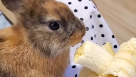 Rabbit eating banana.