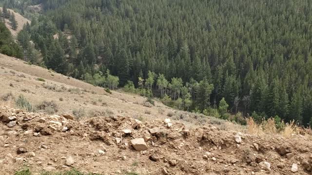 Hauling Cows Up The Mountain 18