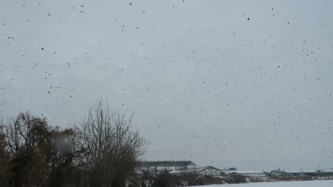 Cloud of crows.