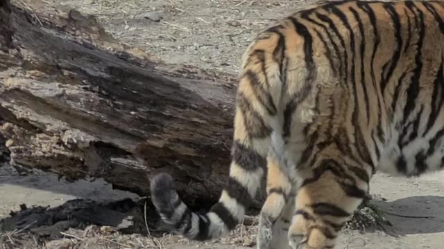 Tail waving, tiger