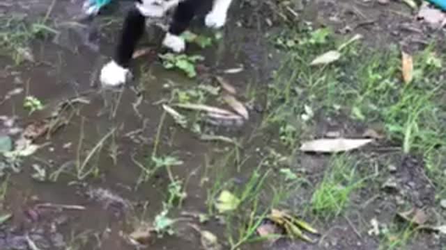 A two-faced cat plays in the water :D
