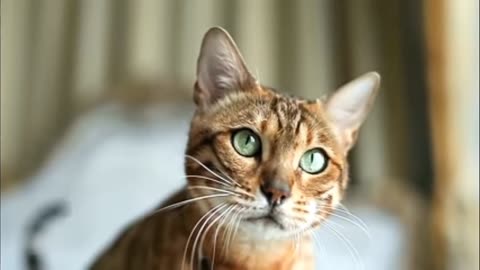 So Cut Fanny Cat Vedios