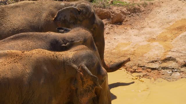 Elephants in a river in the savannah