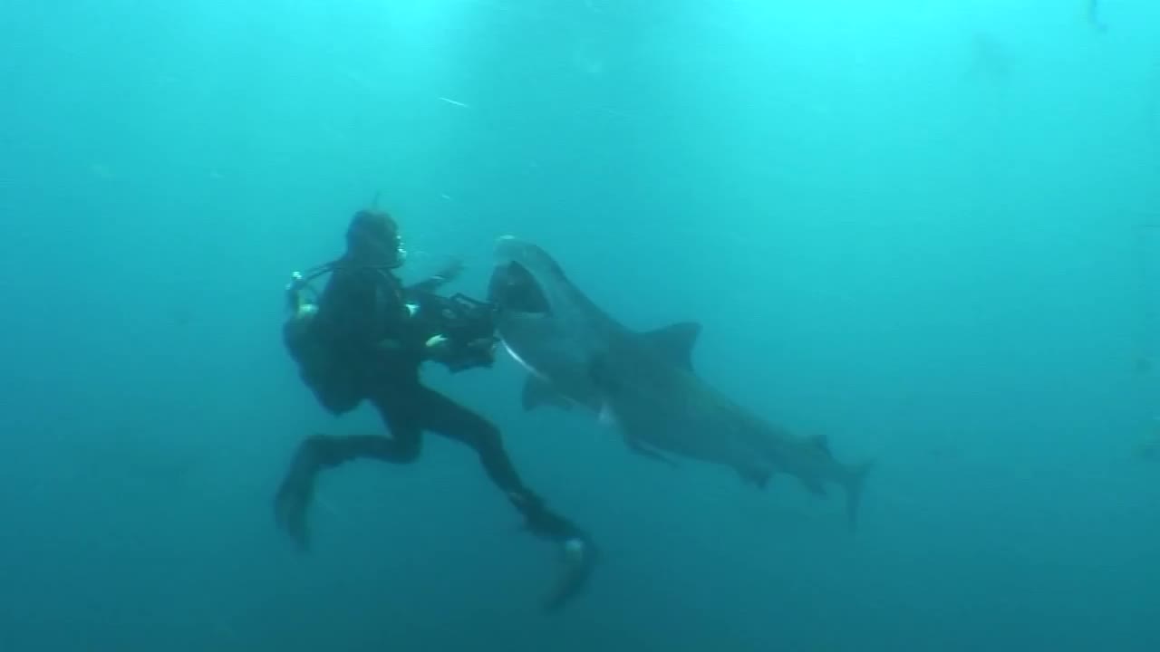 Amazing footage of tiger shark close encounter with diver.
