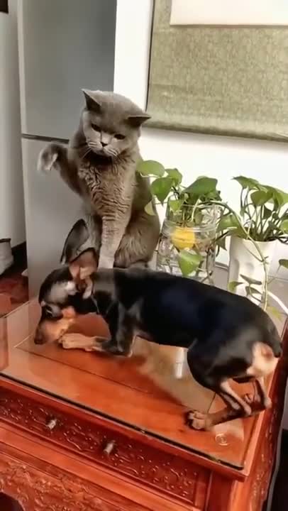 SOO FUNNY - FIGHTING - CAT VS DOG - #cat #dog #pet #shorts