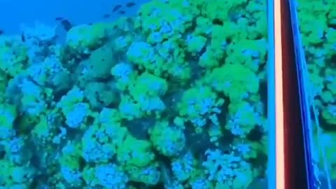 This is a beautiful and charming water-dwelling species