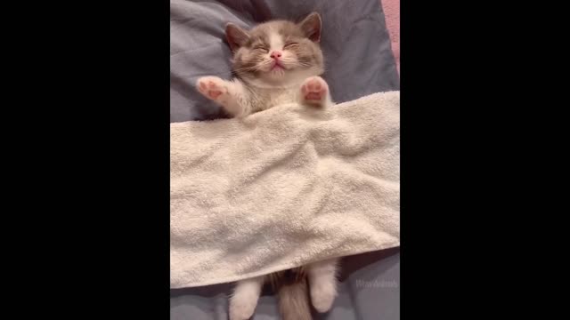 Funniest Animals - Best Of The 2021 Funny Animal Videos uWu