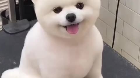 Dog hair cutting ..so cute smoll dog