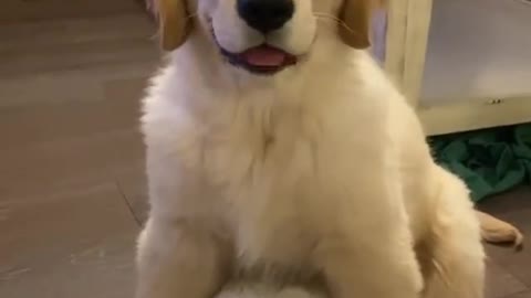 Doggy wink