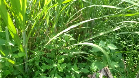 grasshopper activity in the fields