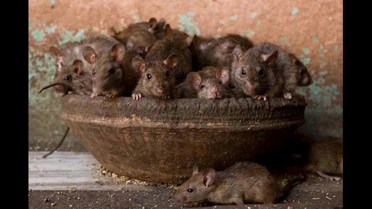 patkányok az interneten