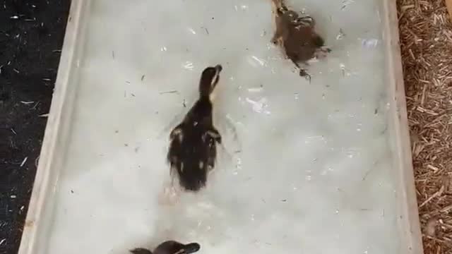 funny baby ducks in first swim