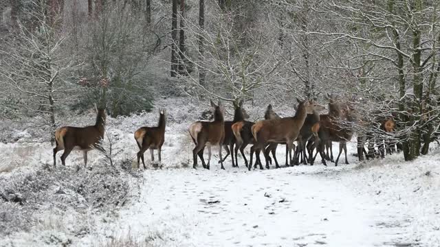 Whitetails and WINTER Weather Survival Strategies | Snow deer