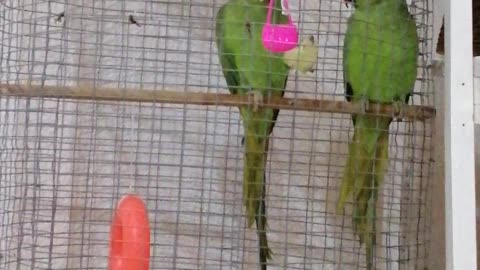 طائر الدرة الأخضر green dora bird
