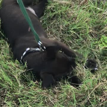 Puppy Loves Her Leash But Not The Walk