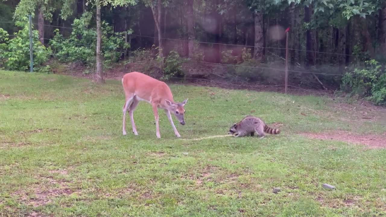 Deer smacks raccoon