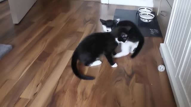 Funny Cats