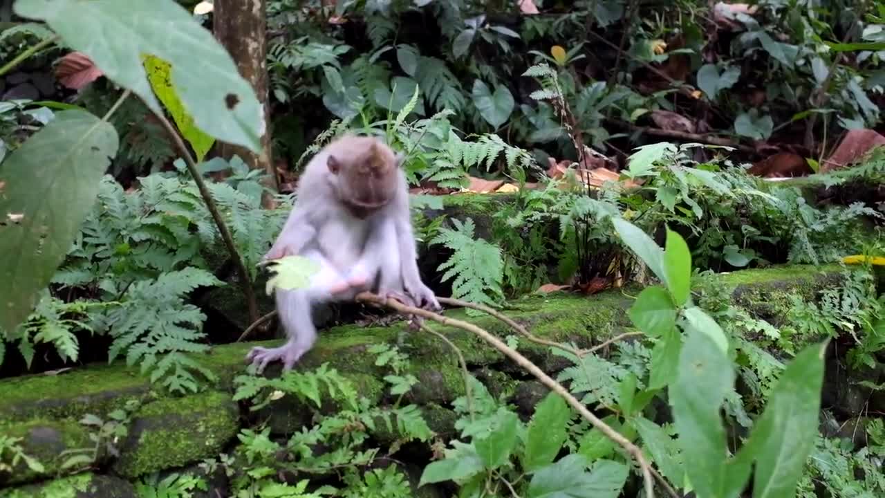 Monkey cute funny forest leaves food eating 1