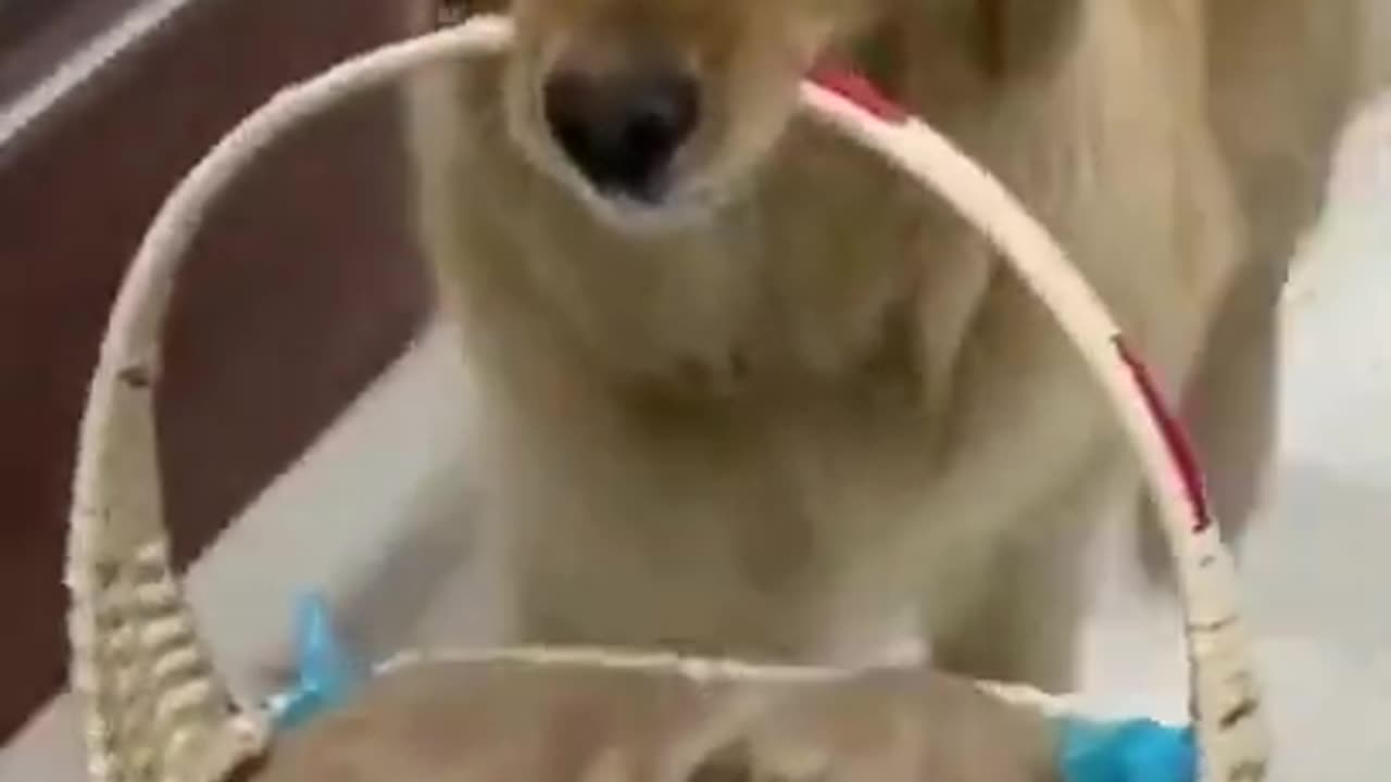 FUNY VIDEO _Funy Dog