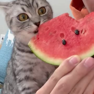 I like 😍 💞 watermelon 🍉 🍉 Kitten 🐈🐈🐾🐾 eating 😁❣️❣️ WATERMELON 🍉🍉 see its Eyes 👀👀