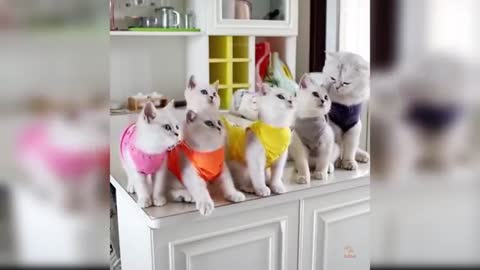 Baby Cats Cute and Funny Cats Video Compilation