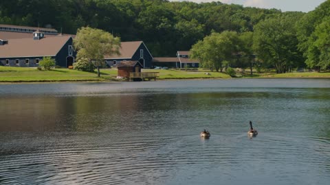 Two ducks swim & glide across tranquil pond at farm with large blue barns