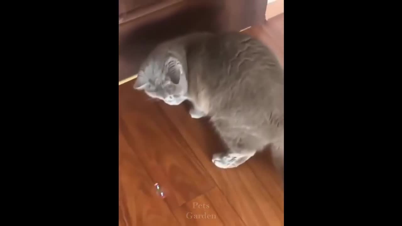 a fun video about cats