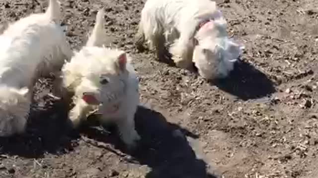 Pack of Westies love rolling in the mud