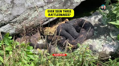 SHOULD WE HAVE GOTTEN CLOSER? RATTLESNAKES SUNNING