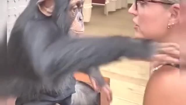 Funny Monkey Videos 🤣 Monkey will make you laugh 🤣Best Funny Animal Videos